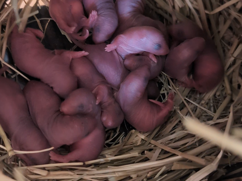 Bébé ratons 0 86100 Chtellerault