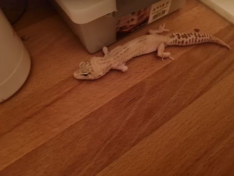 Femelle gecko leopard phase 90 59553 Cuincy