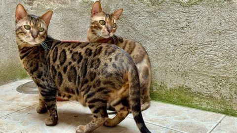 Fr&egrave;res chats bengale a adopter ensemble 400 11000 Carcassonne