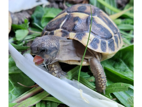 Tortue de 1 an 80 91620 La ville-du-bois