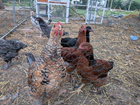 Lot de poulets de 3 mois 120 81110 Dourgne