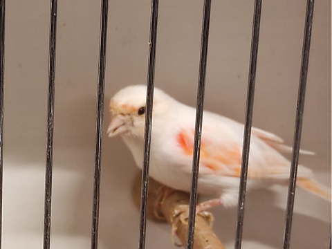 Couple Canaris Arlequins portugais 2025 60 40000 Mont-de-marsan