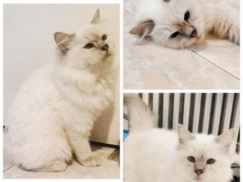 Magnifique chatte sacré de Birmanie Loof 700 83600 Frjus