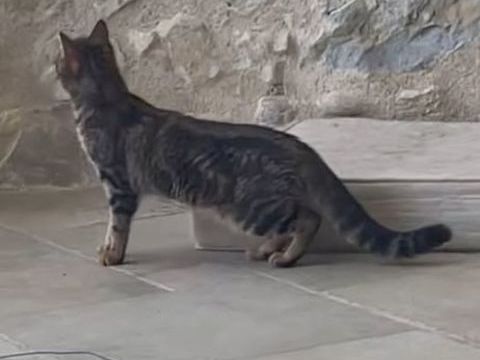 Chat XENA &agrave; l adoption 120 26250 Livron-sur-dr�me