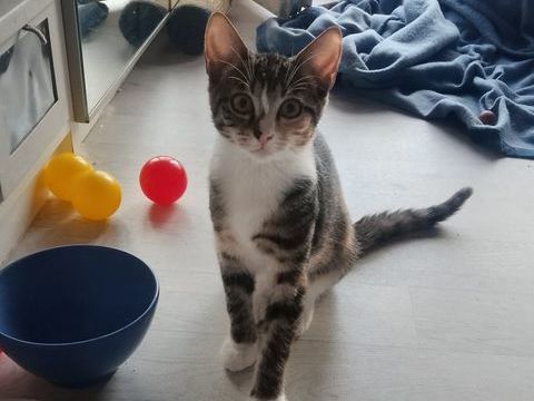 Canelle chaton 4 mois &agrave; l'adoption sur Lille 0 59000 Lille