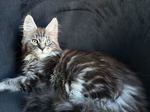 Magnifiques chatons Maine Coon Loof 950 78440 Gargenville
