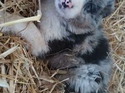 chiots border collie 400 59310 Landas