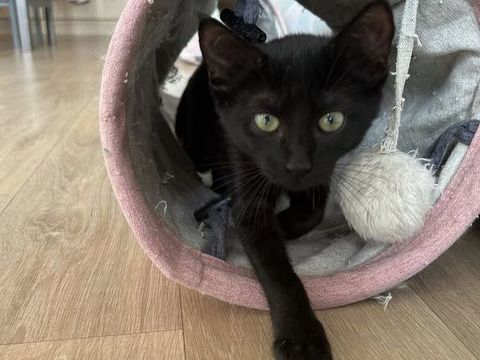 Titania 180 59120 Loos