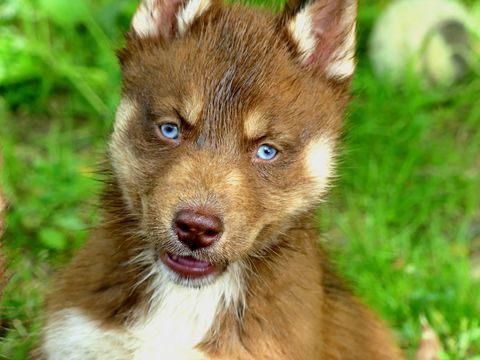 Chiot husky LOF 1100 91650 Breuillet