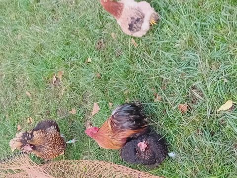 Battam de Pékin 20 47700 Pindres