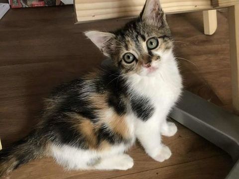 Chipie une petite puce avec un énorme charme 180 93600 Aulnay-sous-bois