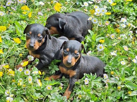 chiots pinscher nain inscrits au lof 650 65130 Capvern
