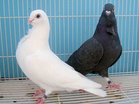 pigeon figuritas 25 13009 Marseille