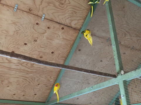 Kakariki 40 79300 Bressuire