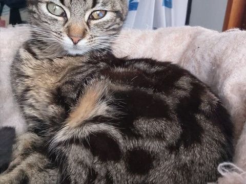 Jeune chatte recherche foyer 0 62300 Lens
