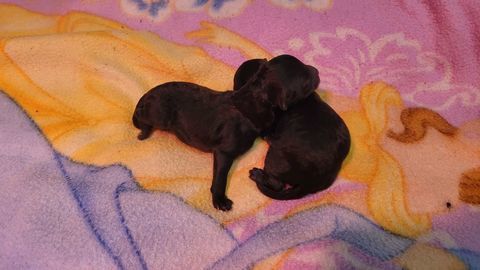 Chiot Caniche Toy noir ( A reserve ))
1500 59400 Cambrai