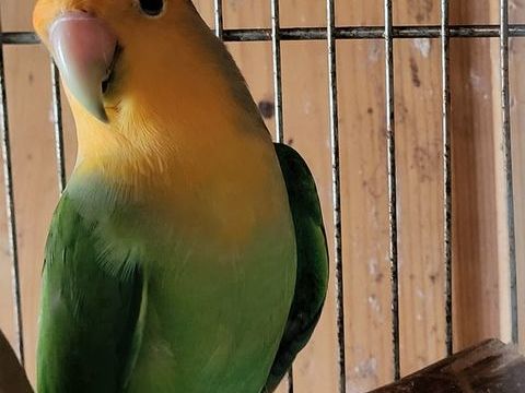 perruche ins&eacute;parable roseicolis 20 35120 Dol-de-bretagne