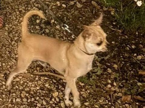 Chihuahua 
Disponible 
Pour saillie
150 33430 Bazas