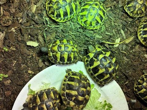 Tortues juv&eacute;niles 70 33870 Vayres