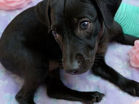 Blacky pour la vie 300 78800 Houilles