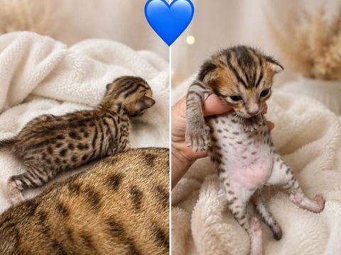 Chatons Savannah F6 1500 71240 Varennes-le-grand