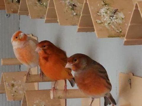 Canaris de couleurs 60 93190 Livry-gargan