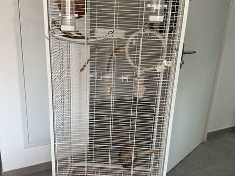 Perruche + cage 80 83600 Fréjus