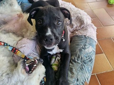 Snoopy le petit coeur tout doux 300 27320 Panlatte