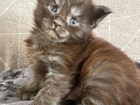 Adorable Femelle Maine coon LOOF 1350 30800 Saint-gilles