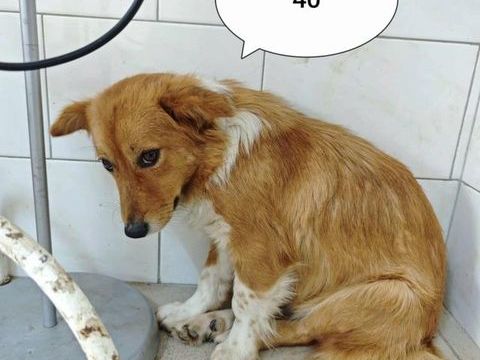 Amaia à l'adoption 320 66000 Perpignan