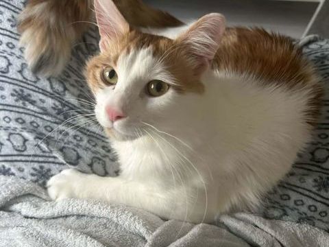 HAGRID 285 91100 Corbeil-essonnes