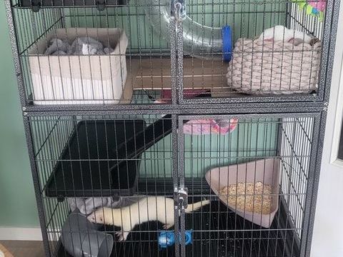 Cage avec furet 150 51100 Reims