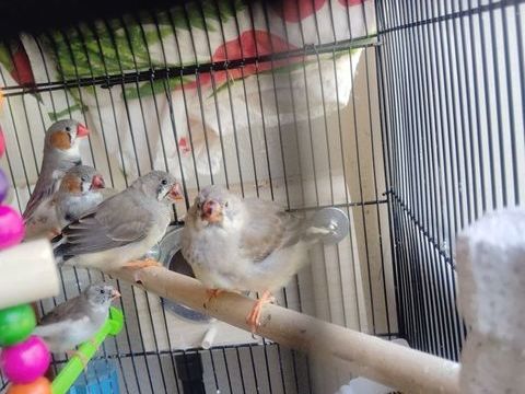 B&eacute;b&eacute;s+mandarins+diamant 10 44100 Nantes