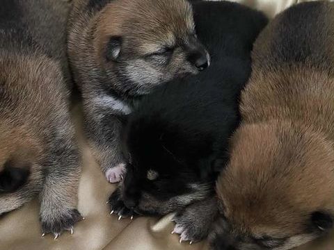 Magnifiques Chiots Shiba Inu LOF 1100 77710 Paley