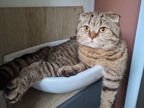 Scottish fold short hair 2 ans 0 92400 Courbevoie