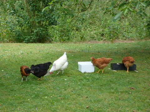 OEUFS 3 02700 Fargniers