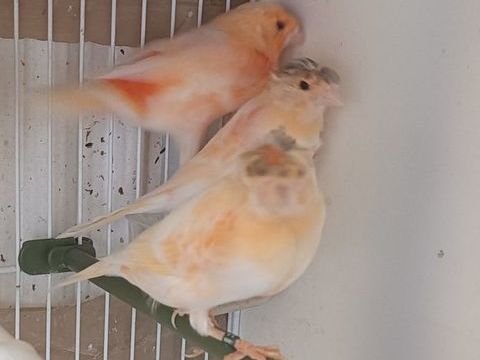 Canari 77 30 77600 Bussy-saint-georges