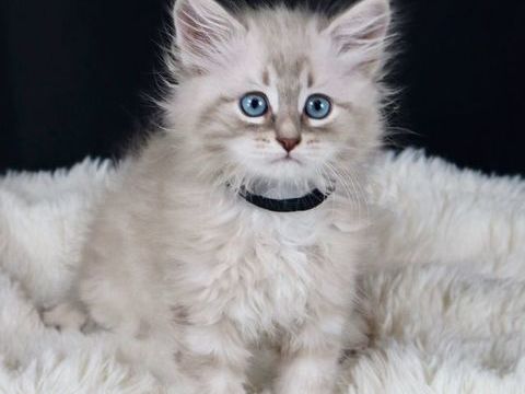 Chatons Sib&eacute;rien Hypoallerg&eacute;niques / Neva Masquerade 850 30100 Alès
