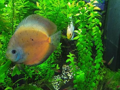 aquarium complet avec poissons 3 discus 350 62129 Inghem