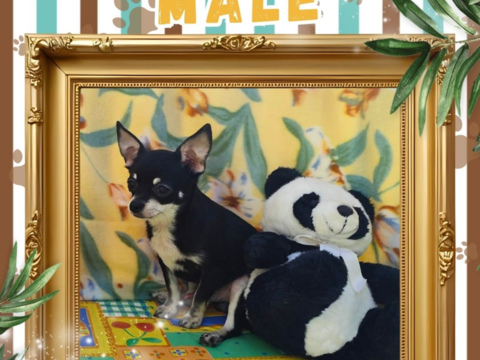 Chiot chihuahua m&acirc;le poils courts 550 18140 Précy
