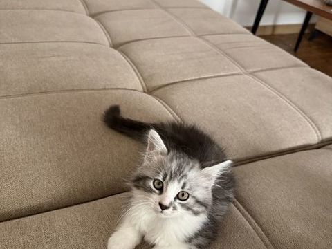 Chaton Sib&eacute;rien / Norv&eacute;gien,
0 77120 Coulommiers
