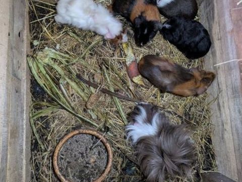 cochon d'Inde 15 67300 Schiltigheim