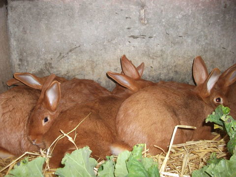 Femelle LAPIN FAUVE de Bourgogne 25 44590 Derval