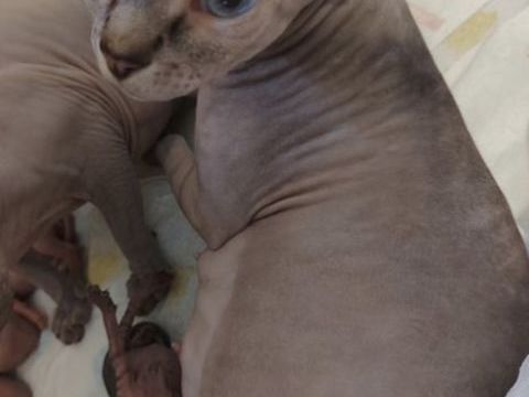 Chatons sphinx 1600 83500 La seyne-sur-mer