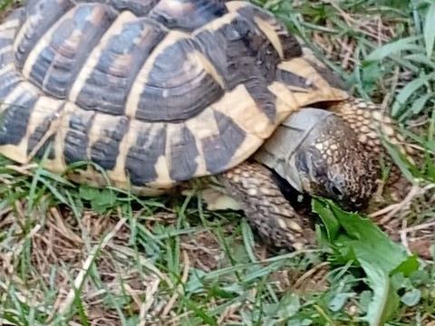 Saillie 0 26220 Dieulefit