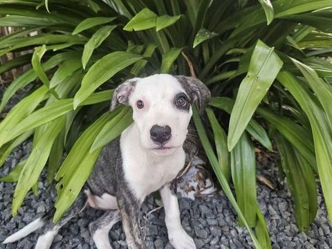 Tequila, M&acirc;le, X Berger, n&eacute; le 24/04/2026 🐶 300 57000 Metz