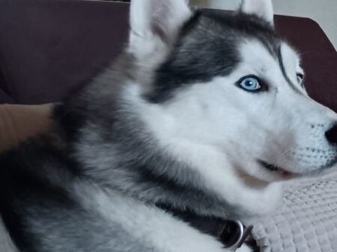 Don Husky  de Sib&eacute;rie 0 62131 Verquin