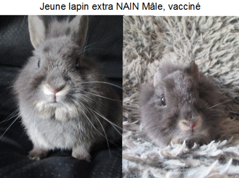jeune lapin TOY, M&acirc;le ou femelle 25 18200 Saint-amand-montrond