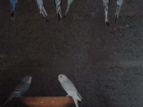 perruches de 2025 8 44810 H�ric