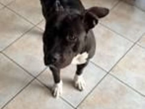 Chien THALIE à l adoption 210 43320 Chaspuzac